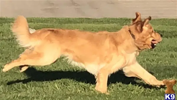 Golden Retriever stud dog